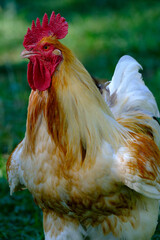 Portrait de coq trois quart face