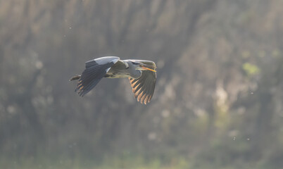 Grey Heron in flight over the marsh