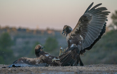 The marsh harriers in fight on the ground	