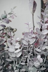 Dried flowers in pastel colours on white background with space for text.

