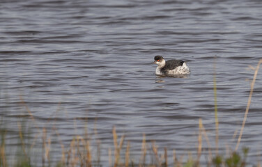 black-necked grebe swimming in the lagoon	