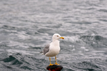 Fototapeta na wymiar seagull on a rock