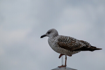 seagull on the rock