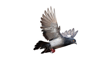 A rock pigeon spreads its wings in the air. Transparent background PNG file.