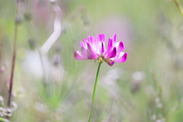 可憐なレンゲソウ