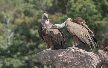 couple of griffon vultures on a stone
