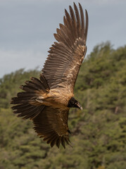 young bearded vulture in flight over the pyrenees mountains	