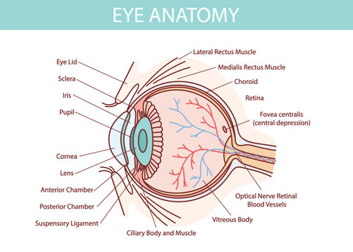 Human eye anatomy illustration with blood vessels white background