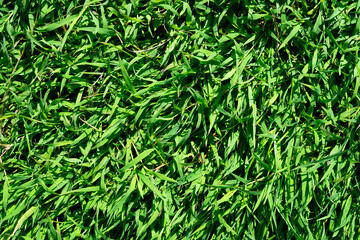 green grass texture for background