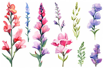 Watercolor paintings Snapdragon flower symbols On a white background. 