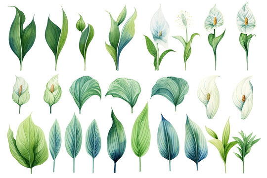 Watercolor painting Spathiphyllum symbols on a white background. 