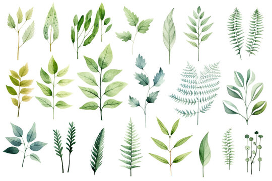 Set Of Watercolor paintings Ferns on white background. 