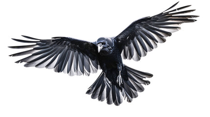 Naklejka premium Soaring Raven in Flight Isolated on white background