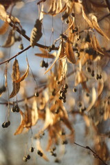 autumn leaves 