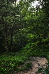 Fototapeta na wymiar rural pathway beautiful green forest