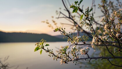 Blossoming unripe flower tree branches in natural background