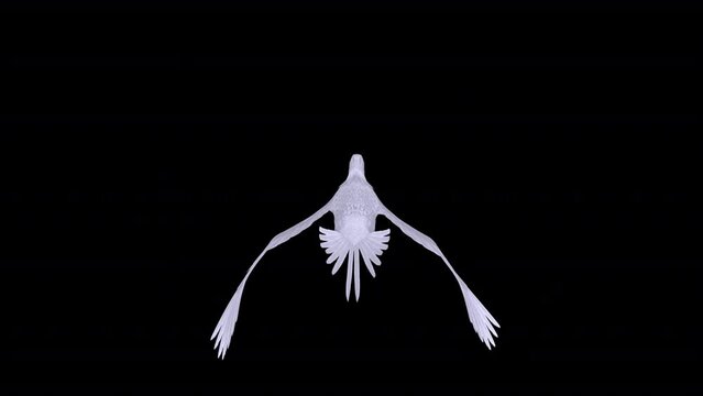 White Phoenix Bird - Flying Loop - Back View Closeup - Realistic artistic 3D animation isolated on transparent background with alpha channel