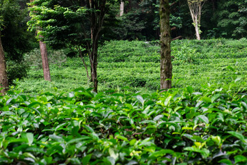 Beautiful morning view of Tea Plantation, fresh and green landscape