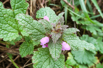 Lamium purpureum plant flower leaves petals vision detail