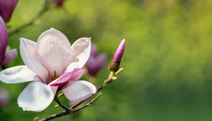 Foto op Canvas The first flowers of magnolia in early spring with copy space © ROKA Creative
