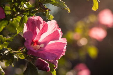 Obraz premium Pink Hibiscus flowers in the garden. Close-up. Small depth of field