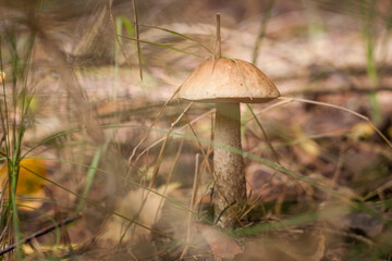 Edible mushroom brown cap boletus (Leccinum scabrum) in the forest. Small depth of field