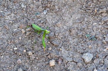 Detail of the green praying mantis walking on the ground.