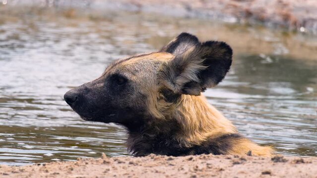 Head Of African Wild Dog Lying In The Water On Hot Summer In Africa. - close up