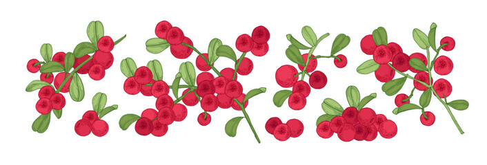 Lingonberries, branches, red berries set. Cowberry fruits, leaf on twig. Vintage botanical drawing, partridgeberry. Retro realistic detailed hand-drawn vector illustration isolated on white background