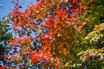 Obraz na płótnie Canvas This is a scene of autumn foliage in Japan, where the colors of green, yellow, and red change from tree to tree and leaf to leaf. The photos were taken in casual and ordinary places in Tokyo and the c