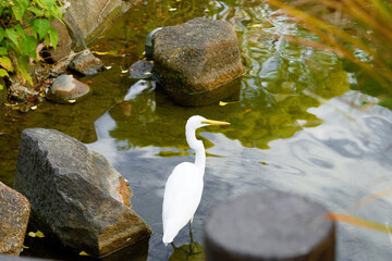 "I found a white heron in a pond at a park in Shinagawa Ward, Tokyo. It is leisurely resting by the pond. As it is autumn, it is likely hunting small fish here and preparing for the winter ahead.