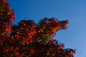 This is a scene of autumn foliage in Japan, where the colors of green, yellow, and red change from tree to tree and leaf to leaf. The photos were taken in casual and ordinary places in Tokyo and the c