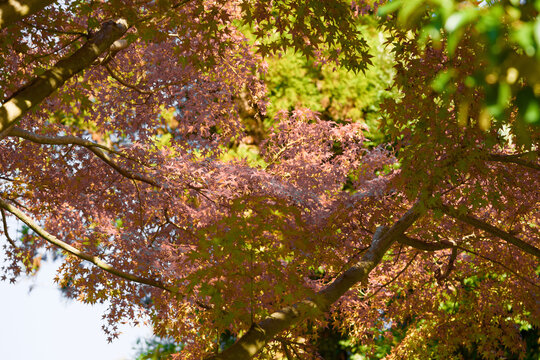 This is a scene of autumn foliage in Japan, where the colors of green, yellow, and red change from tree to tree and leaf to leaf. The photos were taken in casual and ordinary places in Tokyo and the c