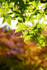 This is a scene of autumn foliage in Japan, where the colors of green, yellow, and red change from tree to tree and leaf to leaf. The photos were taken in casual and ordinary places in Tokyo and the c