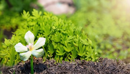 Angel flowers grow from the fresh green ground