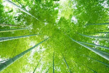 While strolling through the ancient city of Kamakura, I came across a bamboo grove nestled in the mountains. Despite the season being autumn, the leaves of the bamboo were a beautiful shade of green. 