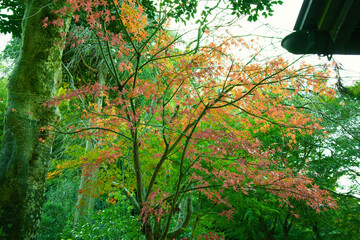 This is a scene of autumn foliage in Japan, where the colors of green, yellow, and red change from tree to tree and leaf to leaf. The photos were taken in casual and ordinary places in Tokyo and the c