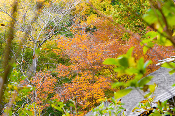 This is a scene of autumn foliage in Japan, where the colors of green, yellow, and red change from tree to tree and leaf to leaf. The photos were taken in casual and ordinary places in Tokyo and the c