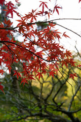 This is a scene of autumn foliage in Japan, where the colors of green, yellow, and red change from tree to tree and leaf to leaf. The photos were taken in casual and ordinary places in Tokyo and the c
