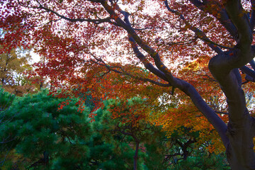 This is a scene of autumn foliage in Japan, where the colors of green, yellow, and red change from tree to tree and leaf to leaf. The photos were taken in casual and ordinary places in Tokyo and the c