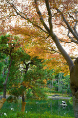 This is a scene of autumn foliage in Japan, where the colors of green, yellow, and red change from tree to tree and leaf to leaf. The photos were taken in casual and ordinary places in Tokyo and the c