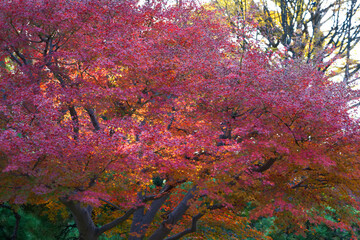 This is a scene of autumn foliage in Japan, where the colors of green, yellow, and red change from tree to tree and leaf to leaf. The photos were taken in casual and ordinary places in Tokyo and the c