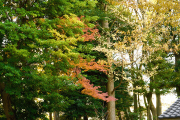 This is a scene of autumn foliage in Japan, where the colors of green, yellow, and red change from tree to tree and leaf to leaf. The photos were taken in casual and ordinary places in Tokyo and the c