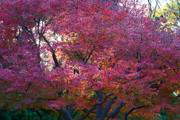 This is a scene of autumn foliage in Japan, where the colors of green, yellow, and red change from tree to tree and leaf to leaf. The photos were taken in casual and ordinary places in Tokyo and the c