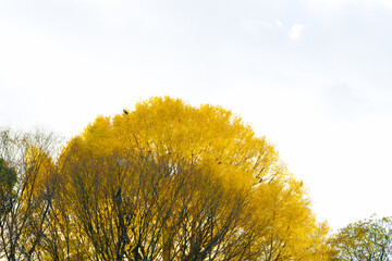 This is a scene of autumn foliage in Japan, where the colors of green, yellow, and red change from tree to tree and leaf to leaf. The photos were taken in casual and ordinary places in Tokyo and the c