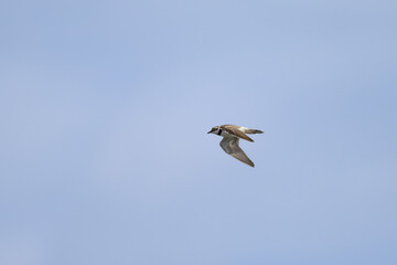 A Little Ringed Plover in flight on the beach
