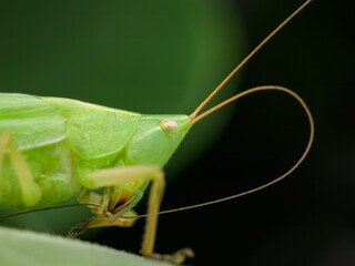 Portrait of a cone headed grasshopper sitting