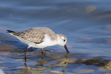 A Sanderling running along the shore of the sea