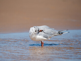 A black headed gull bathing on the beach in a puddle of water
