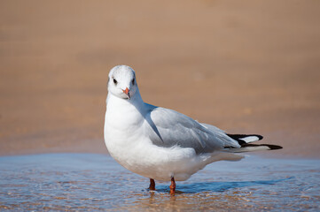 A black headed gull bathing on the beach in a puddle of water